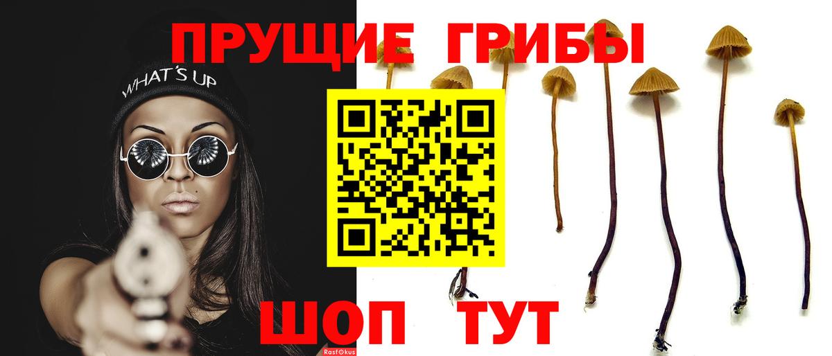 Псилоцибиновые грибы Psilocybe  Коммунар 